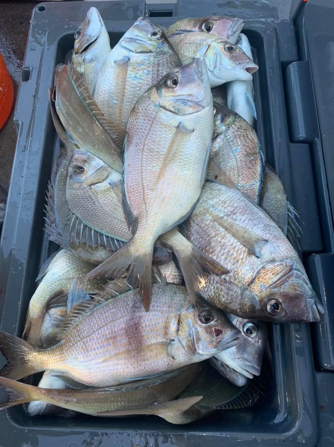 Fishing catch on a hand-tied rig