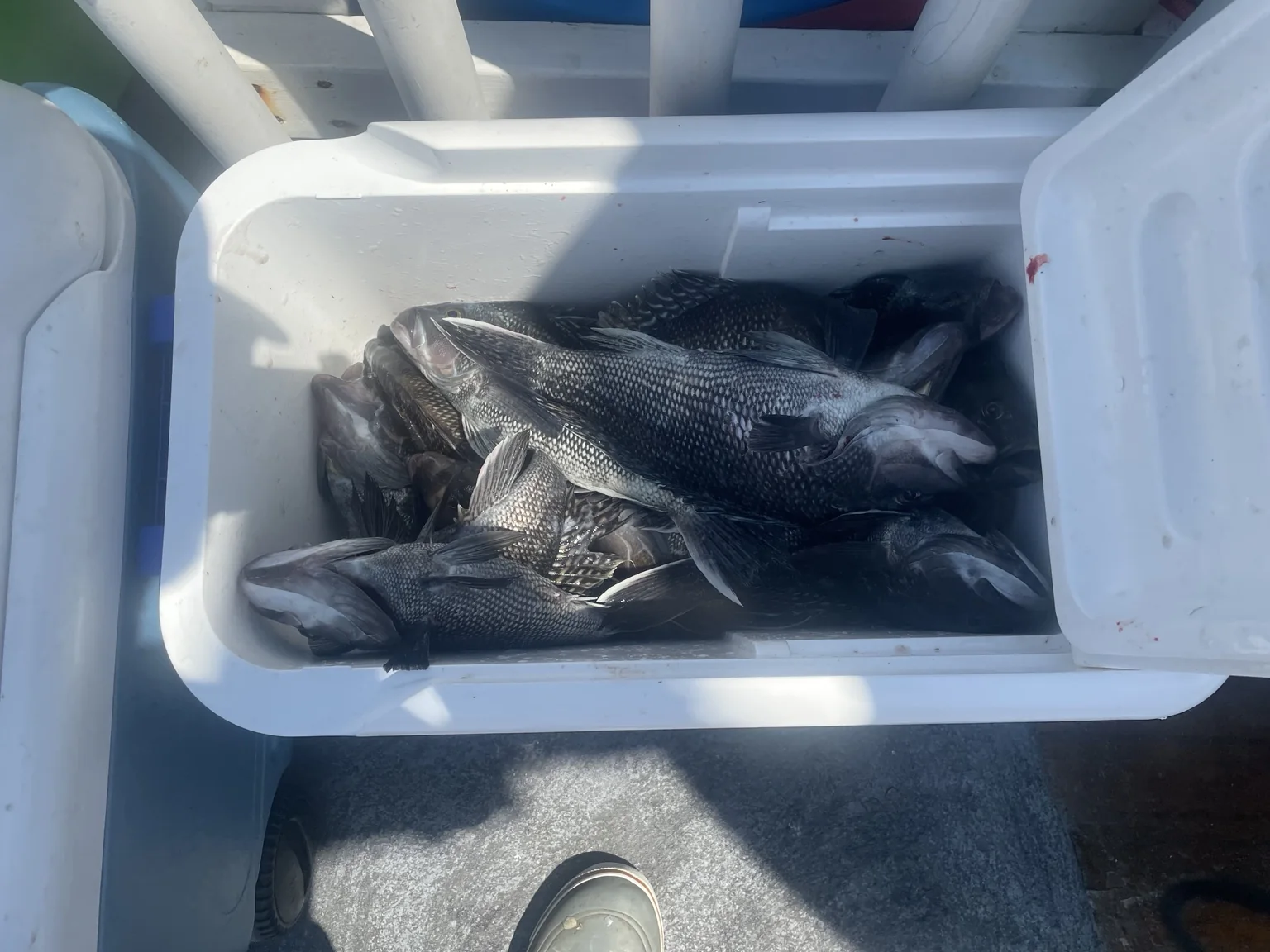 Fishing catch on a hand-tied rig