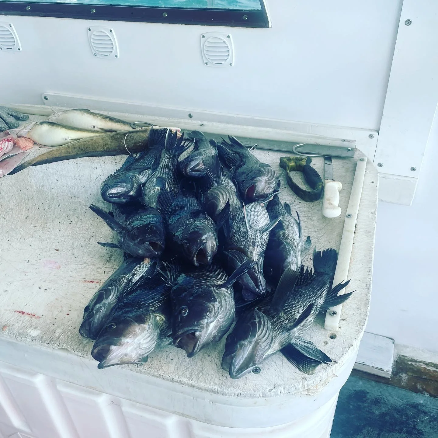 Fishing catch on a hand-tied rig