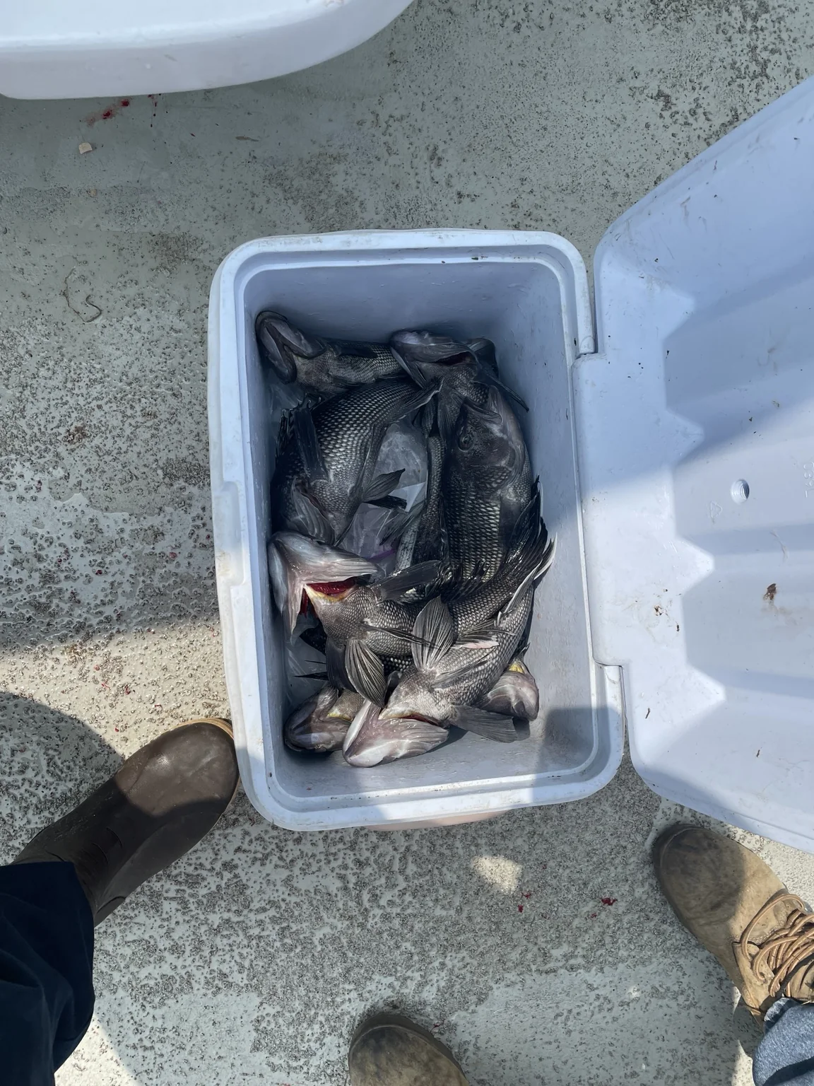 Fishing catch on a hand-tied rig
